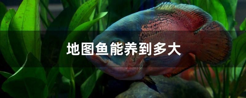 地圖魚能養(yǎng)到多大 白子金龍魚 第1張