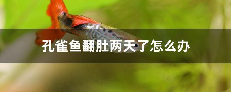 孔雀魚(yú)翻肚兩天了怎么辦