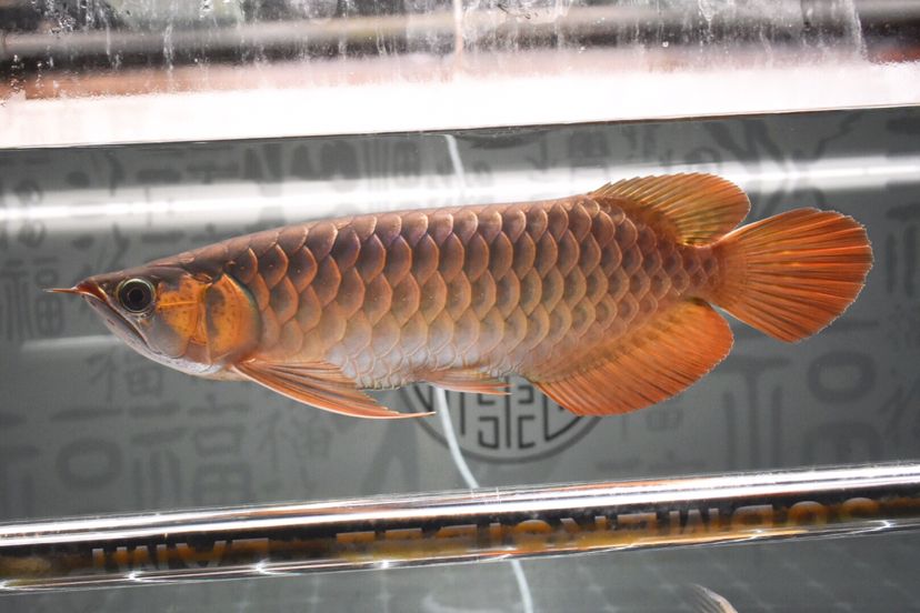 鋁型材做魚(yú)缸架貴嗎 鋁型材做魚(yú)缸架貴嗎多少錢(qián)