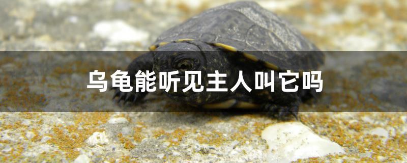 烏龜能聽見主人叫它嗎