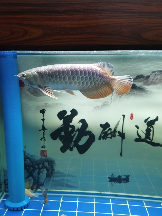 高端魚缸品牌排行（十大魚缸的品牌有哪些） 魚缸清潔用具 第1張