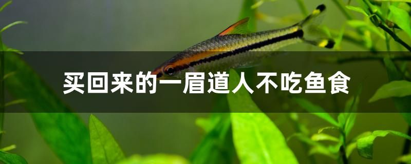 買回來(lái)的一眉道人不吃魚食