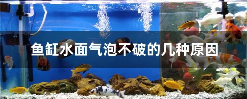 魚缸水面氣泡不破的幾種原因