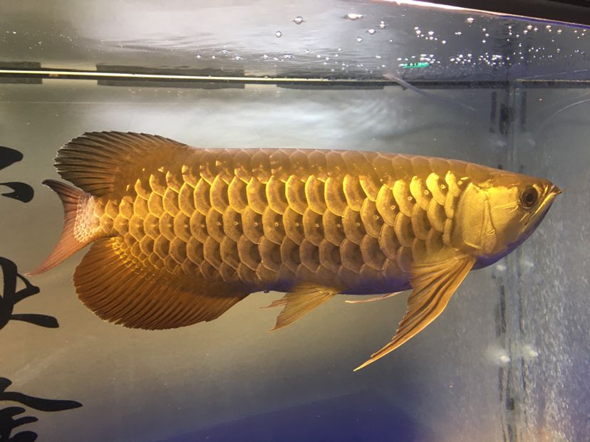 鷹潭觀賞魚水族館地址(鷹潭觀賞魚水族館地址查詢)