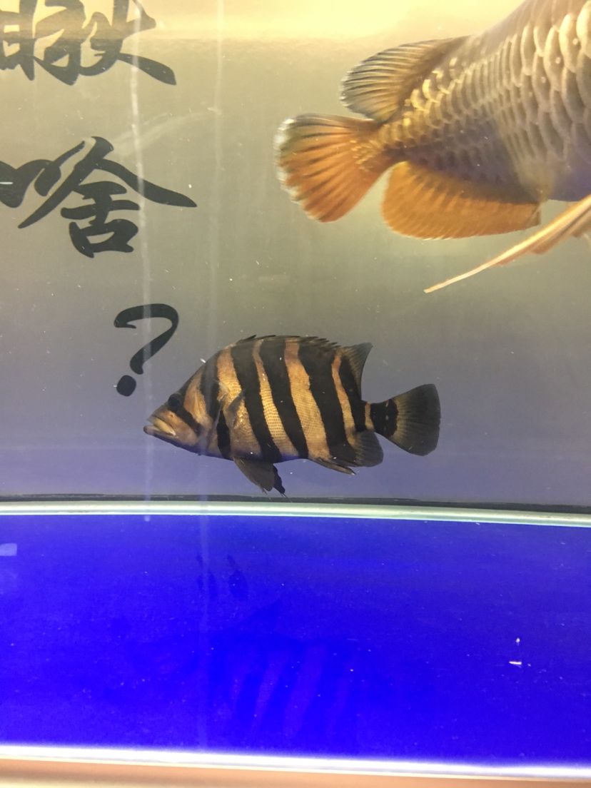 鷹潭觀賞魚(yú)水族館地址(鷹潭觀賞魚(yú)水族館地址查詢) 巴西亞魚(yú)苗 第4張