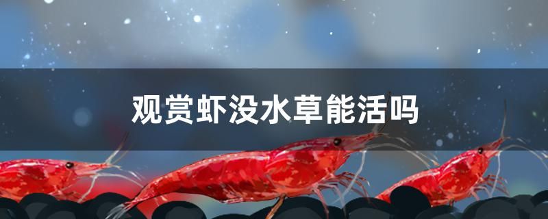 觀賞蝦沒水草能活嗎 狗仔招財貓魚 第1張