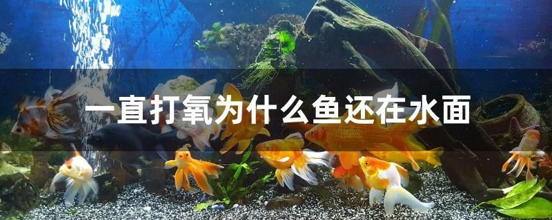 一直打氧為什么魚還在水面 水族品牌 第1張