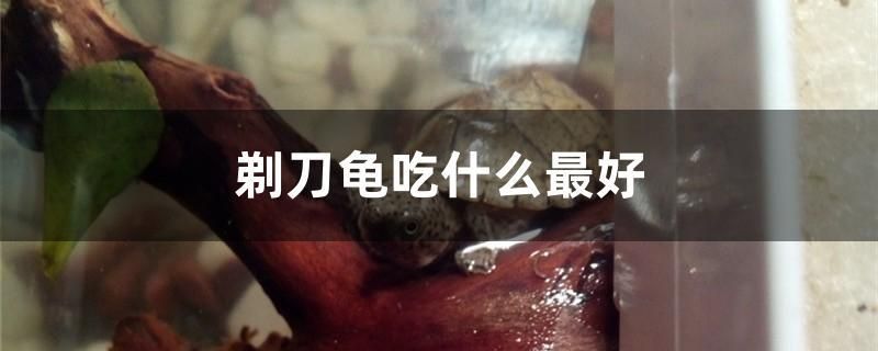 剃刀龜吃什么最好 藍(lán)帆三間魚 第1張