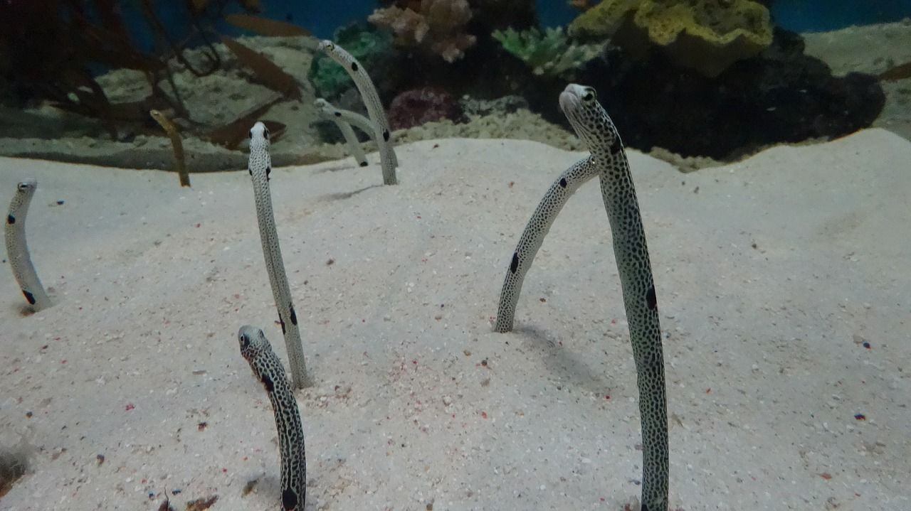 銀龍魚(yú)幼苗圖片大全視頻 銀龍魚(yú)幼苗圖片大全視頻播放 黑云魚(yú) 第2張