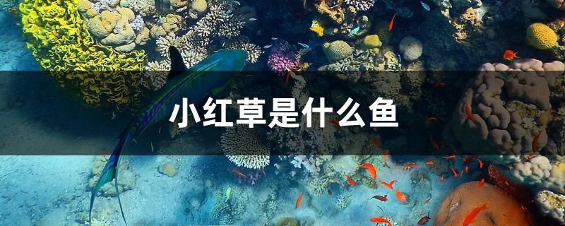 小紅草是什么魚 麥肯斯銀版魚 第1張