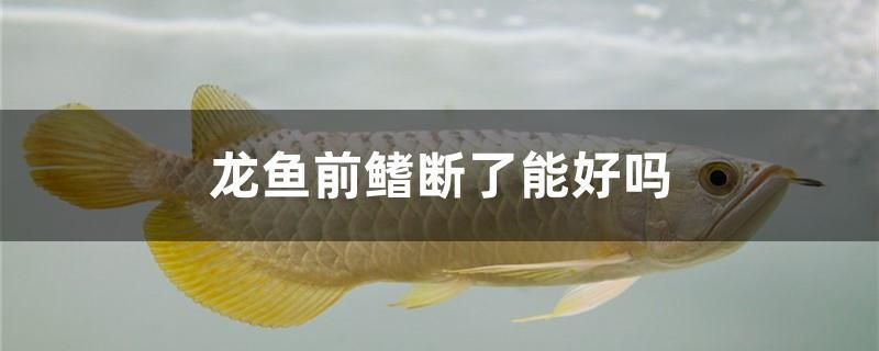 龍魚前鰭斷了能好嗎