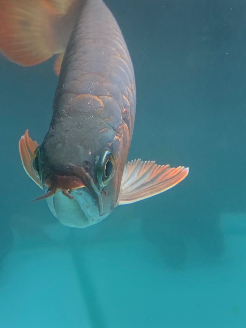 吉印哪款燈好（吉印燈系列） 黃吉金龍（白子金龍魚） 第3張