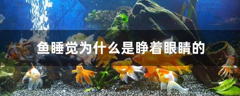 杭州森森魚缸專賣店地址在哪里（森森魚缸實體店地址） 杰西卡恐龍魚 第1張