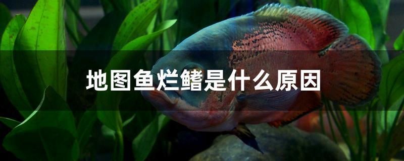 地圖魚爛鰭是什么原因 雙線側(cè)魚 第1張