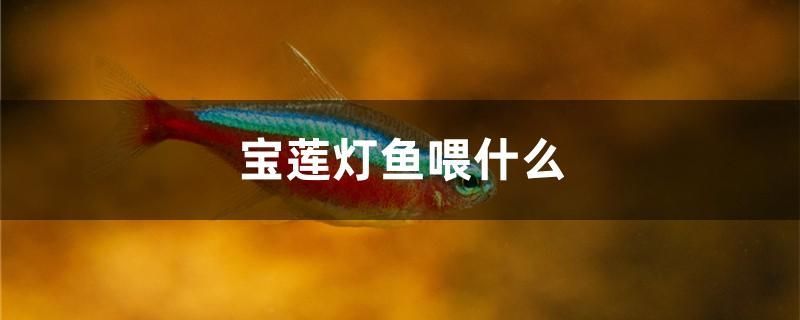 寶蓮燈魚喂什么