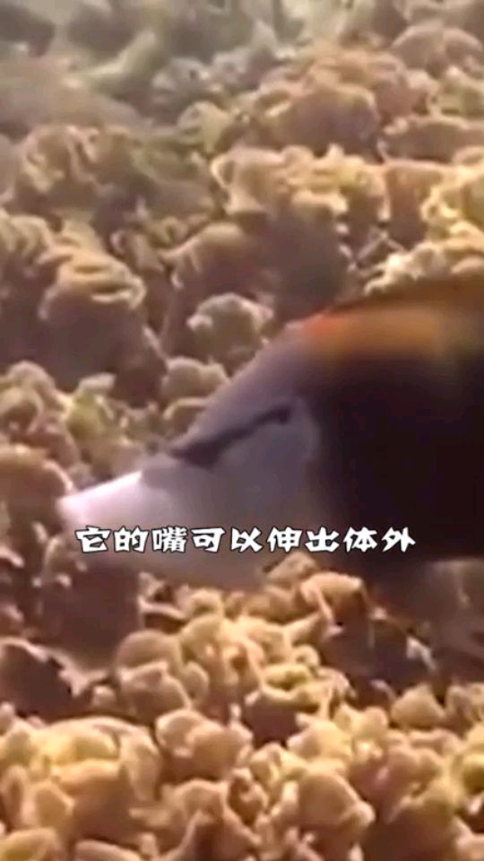 世界上最奇怪的魚 觀賞魚論壇 第1張