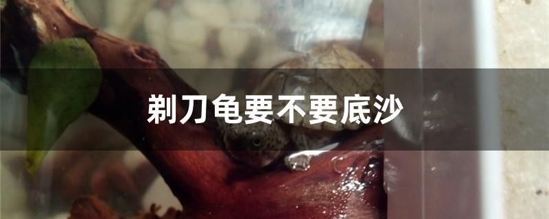 剃刀龜要不要底沙 純血皇冠黑白魟魚 第1張