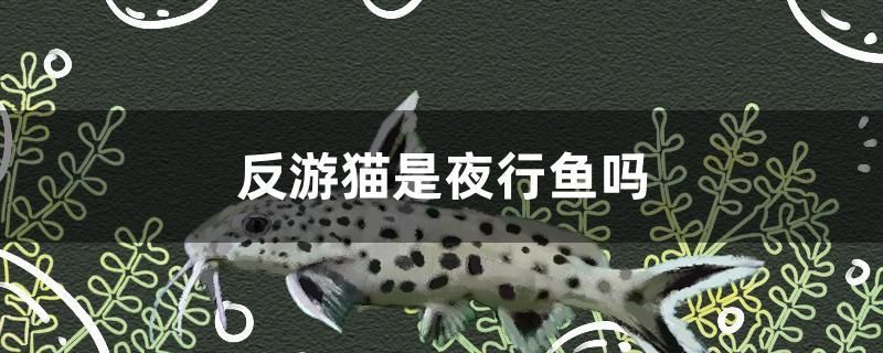 反游貓是夜行魚嗎