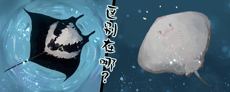 蝠鲼是鰩魚的一種嗎和鰩魚有什么區(qū)別