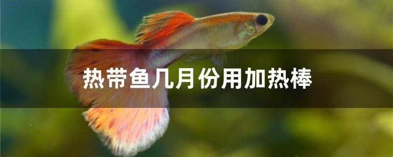 熱帶魚幾月份用加熱棒 印尼虎苗 第1張