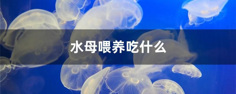 水母喂養(yǎng)吃什么