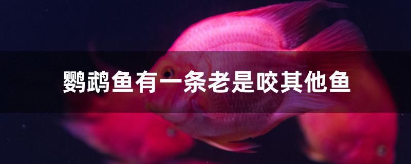 鸚鵡魚有一條老是咬其他魚 南美異型魚 第1張