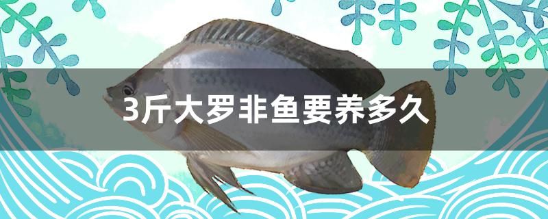 3斤大羅非魚要養(yǎng)多久