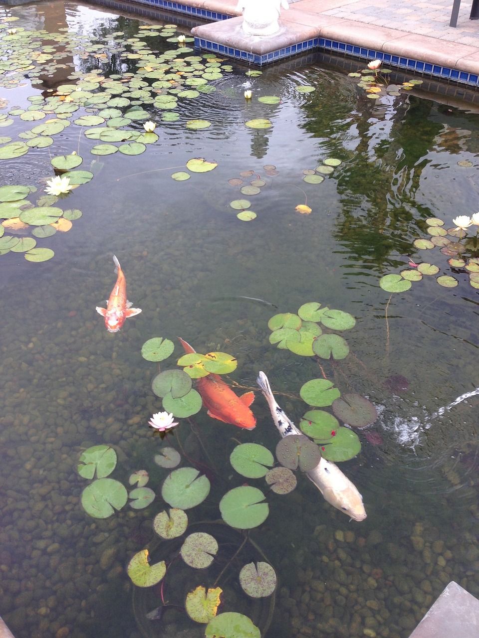 3斤大羅非魚(yú)要養(yǎng)多久 短身紅龍魚(yú) 第2張