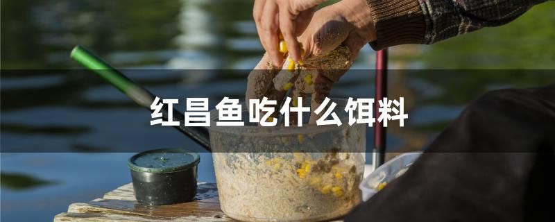 紅昌魚吃什么餌料 魚缸水質(zhì)穩(wěn)定劑 第1張