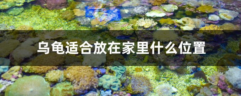 烏龜適合放在家里什么位置 海象魚 第1張