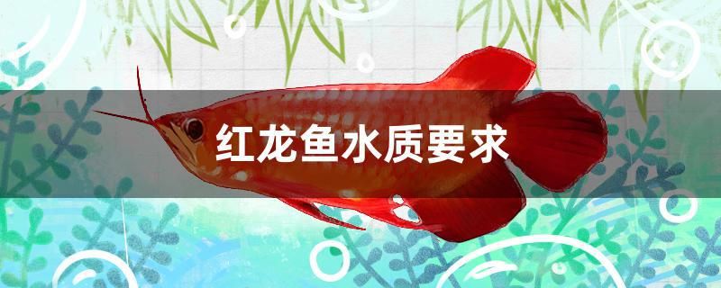 紅龍魚水質(zhì)要求 硝化細(xì)菌 第1張