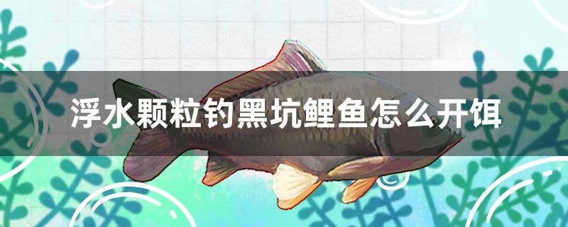 浮水顆粒釣黑坑鯉魚怎么開餌