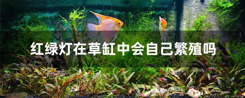 紅綠燈在草缸中會自己繁殖嗎 祥龍龍魚魚糧 第1張