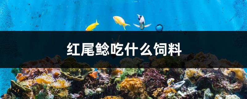 紅尾鯰吃什么飼料 全國觀賞魚市場 第1張