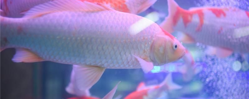 錦鯉吃小魚苗嗎可以喂哪些食物 廣州水族器材濾材批發(fā)市場 第1張