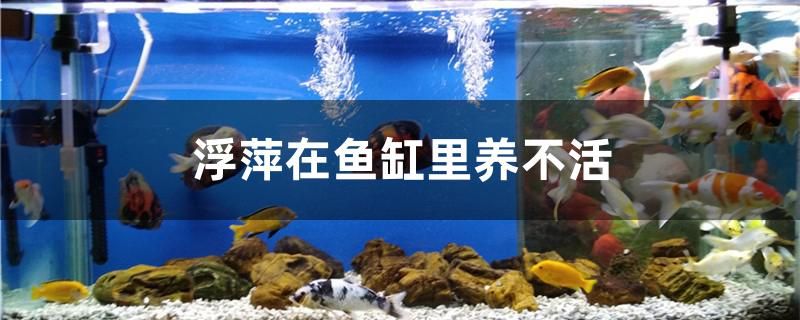 浮萍在魚(yú)缸里養(yǎng)不活嗎 溫控設(shè)備 第1張