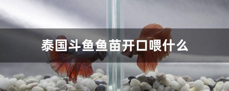 泰國(guó)斗魚(yú)魚(yú)苗開(kāi)口喂什么