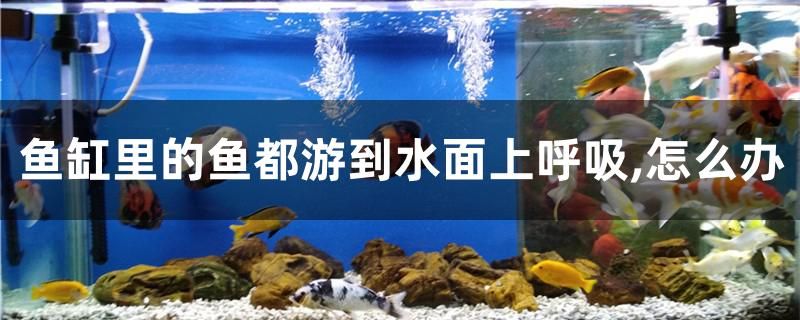 魚缸里的魚都游到水面上呼吸怎么辦