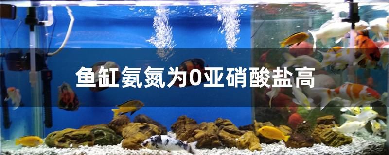 魚缸氨氮為0亞硝酸鹽高說明什么 觀賞魚進出口 第1張