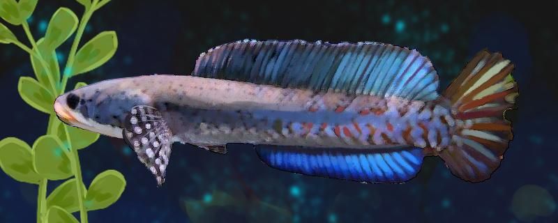 幻彩紅寶石雷龍魚怎么分公母 廣州水族器材濾材批發(fā)市場 第2張