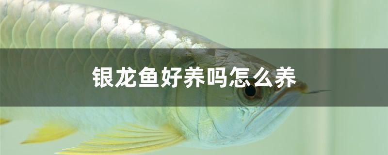 濰坊魚(yú)缸哪里便宜好賣(mài)點(diǎn)的（濰坊魚(yú)缸哪里便宜好賣(mài)點(diǎn)的魚(yú)）