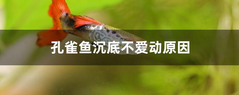 孔雀魚沉底不愛動(dòng)原因是什么