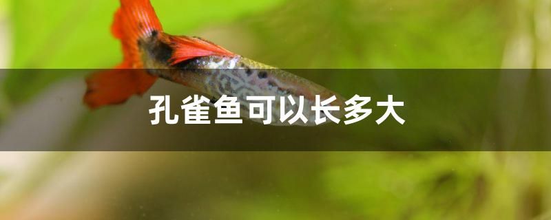 孔雀魚(yú)可以長(zhǎng)多大 觀賞龜/鱉飼料 第1張