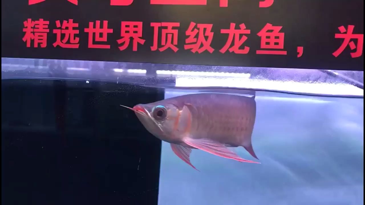 【綠皮戰(zhàn)車】 觀賞魚論壇 第1張