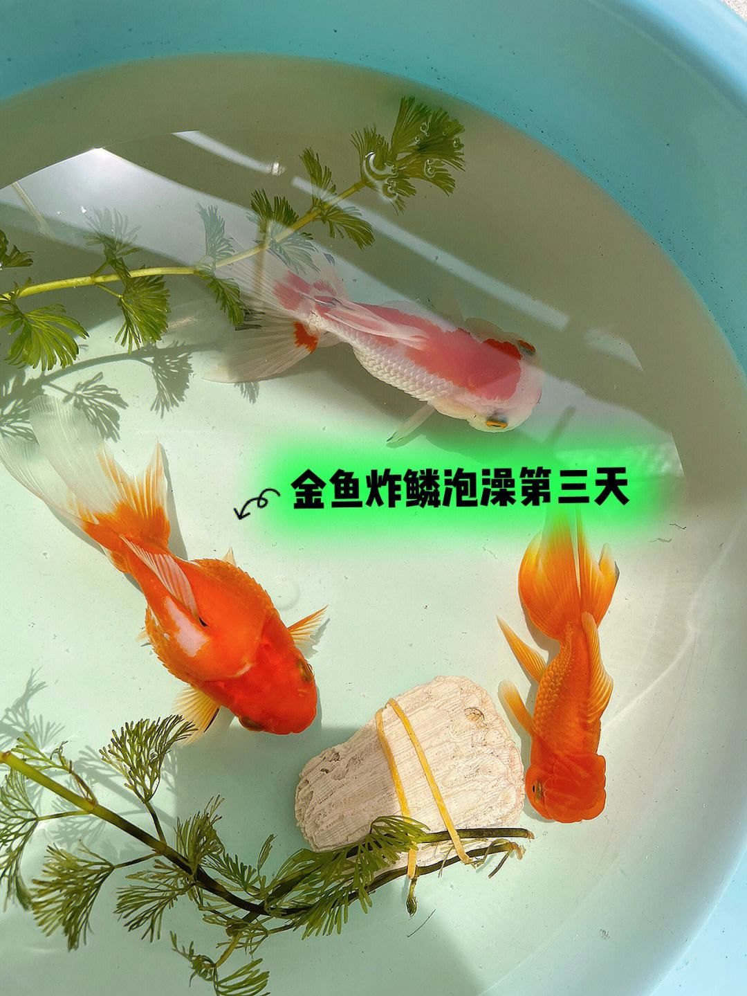 給觀賞魚(yú)藥浴一次多久(給魚(yú)藥浴的水可反復(fù)使用嗎)