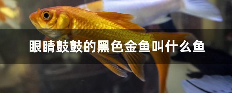 眼睛鼓鼓的黑色金魚(yú)叫什么魚(yú) 觀(guān)賞魚(yú)批發(fā) 第1張