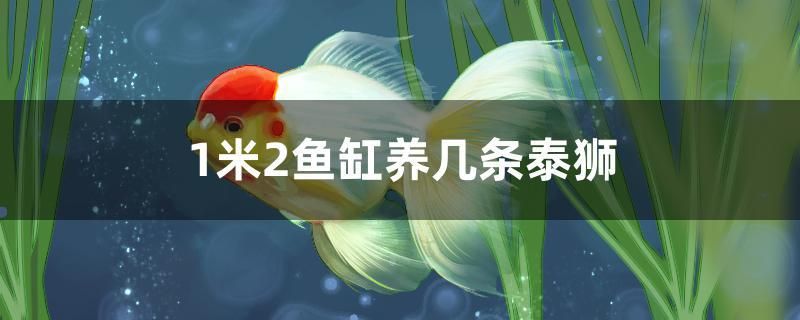 1米2魚缸養(yǎng)幾條泰獅