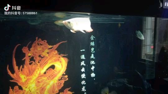 比較高的魚缸適合養(yǎng)什么魚 比較高的魚缸適合養(yǎng)什么魚呢 可麗愛魚缸 第1張