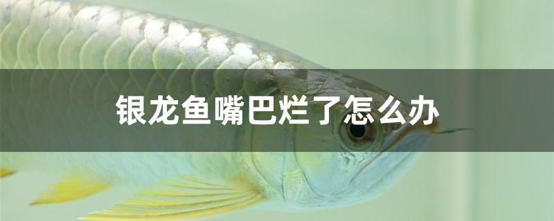 銀龍魚嘴巴爛了怎么辦 水族燈（魚缸燈） 第1張