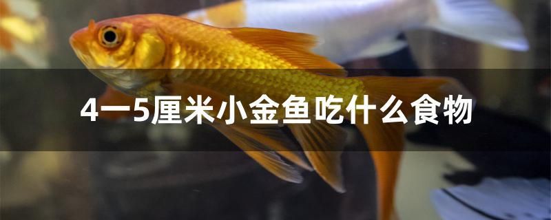 4一5厘米小金魚吃什么食物